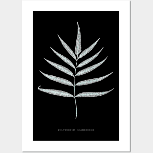 Fern - Polypodyum Grandidens - X-ray effect - 10 Posters and Art